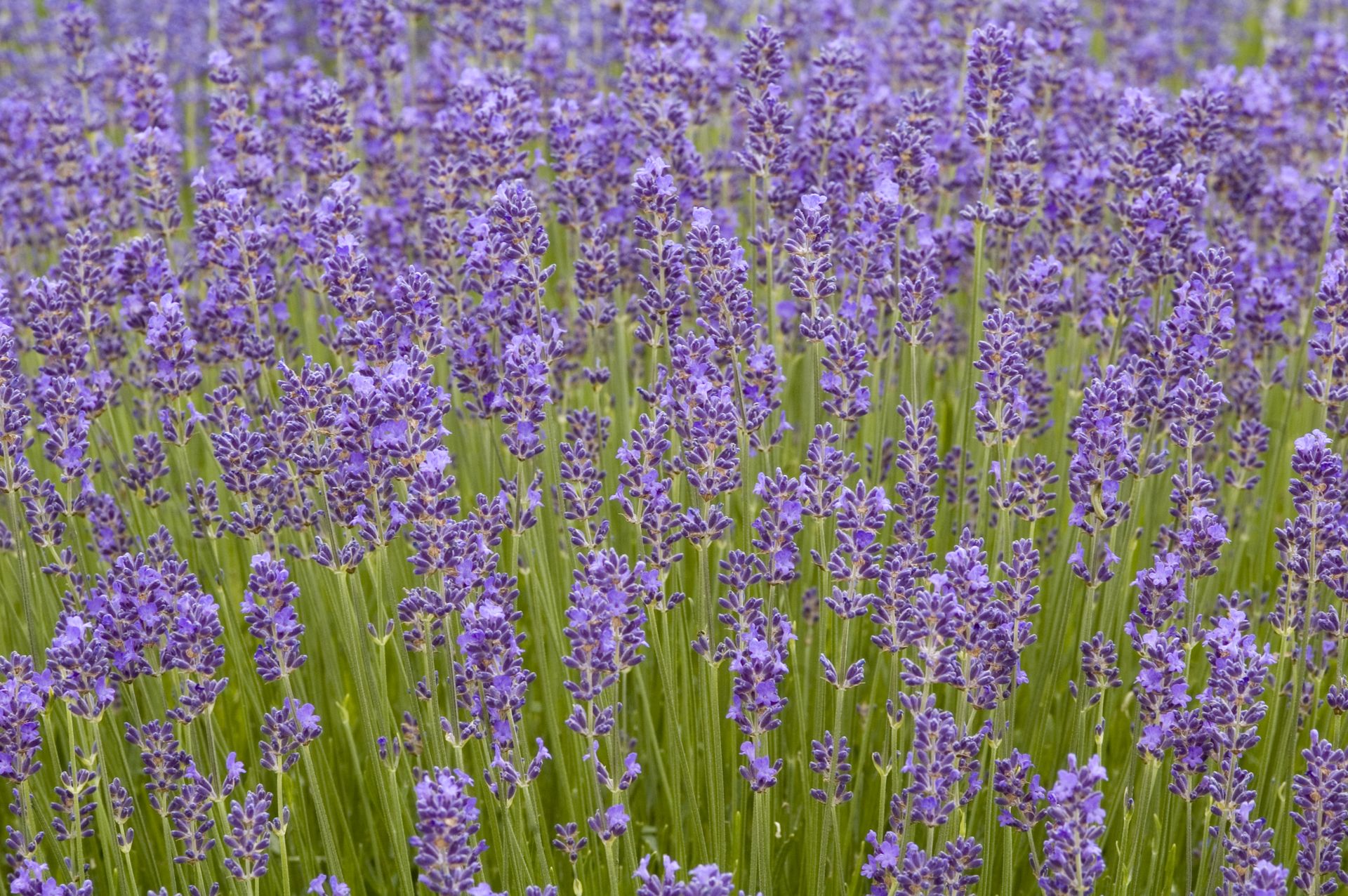 Lavandula angustifolia Munstead - Lavender