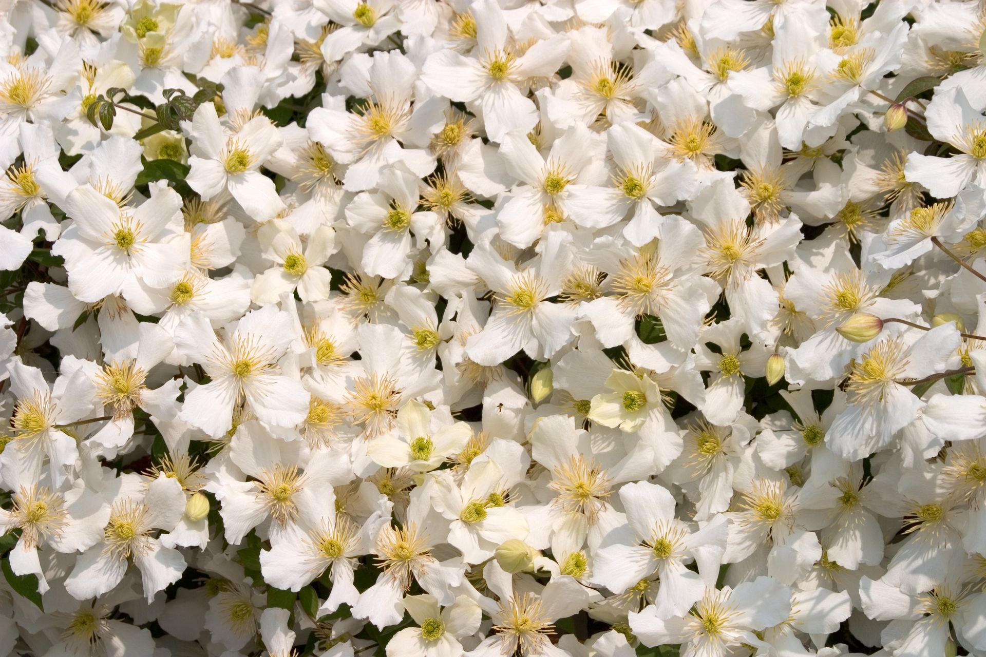 White clematis flowers