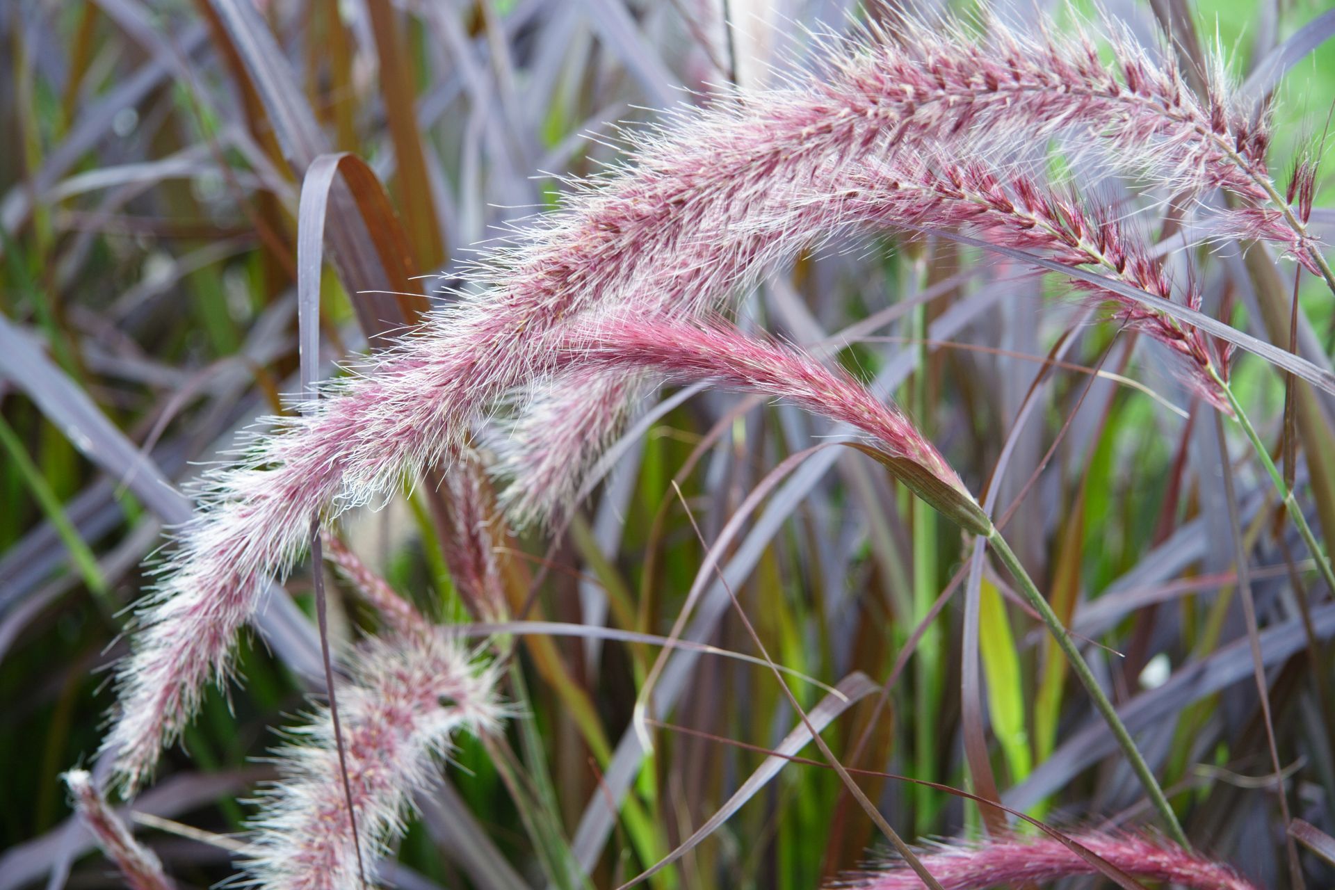 ornamental grasses 2