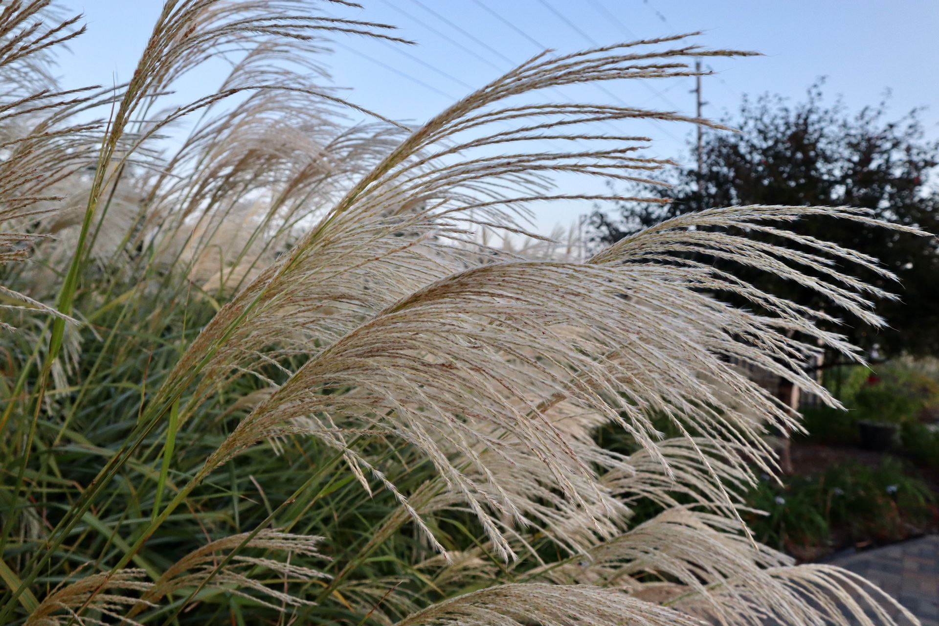 Beautiful view of Miscanthus